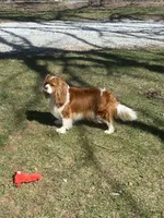 AKC- Blenheim Girl 2, a female Cavalier King Charles Spaniel for sale in Houston, MO – 9 of 10