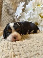 AKC- Tri Boy, a male Cavalier King Charles Spaniel for sale in Houston, MO – 4 of 10