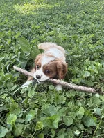 AKC- Blenheim Boy 2, a male Cavalier King Charles Spaniel for sale in Houston, MO – 6 of 10
