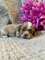 AKC- Blenheim Girl 2, a female Cavalier King Charles Spaniel for sale in Houston, MO – 3 of 10