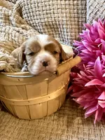 AKC- Blenheim Girl 2, a female Cavalier King Charles Spaniel for sale in Houston, MO – 2 of 10