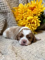 AKC- Blenheim Boy 2, a male Cavalier King Charles Spaniel for sale in Houston, MO – 4 of 10