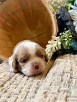 AKC- Blenheim Boy 1, a male Cavalier King Charles Spaniel for sale in Houston, MO – 7 of 9