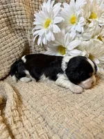 AKC- Tri Boy, a male Cavalier King Charles Spaniel for sale in Houston, MO – 7 of 10
