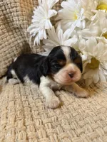 AKC- Tri Boy, a male Cavalier King Charles Spaniel for sale in Houston, MO – 6 of 10