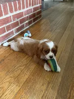 AKC- Blenheim Boy 2, a male Cavalier King Charles Spaniel for sale in Houston, MO – 5 of 10