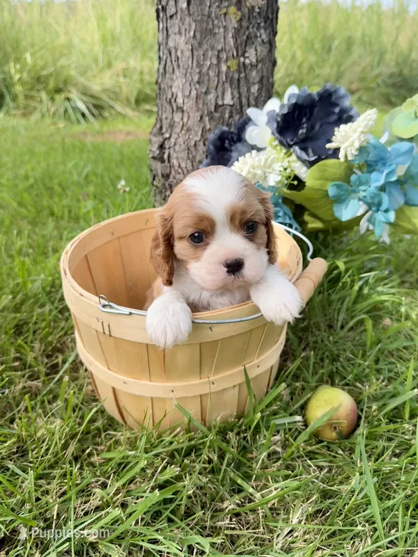 AKC- Blenheim Boy 2 – Cavalier King Charles Spaniel puppy for sale in Houston, MO