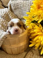 AKC- Blenheim Boy 2, a male Cavalier King Charles Spaniel for sale in Houston, MO – 2 of 10