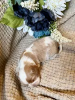AKC- Blenheim Boy 1, a male Cavalier King Charles Spaniel for sale in Houston, MO – 5 of 9
