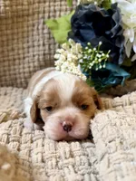 AKC- Blenheim Boy 1, a male Cavalier King Charles Spaniel for sale in Houston, MO – 6 of 9