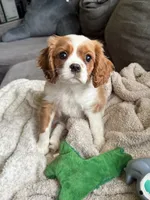 AKC- Blenheim Boy 2, a male Cavalier King Charles Spaniel for sale in Houston, MO – 4 of 10