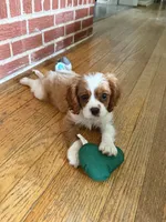 AKC- Blenheim Boy 2, a male Cavalier King Charles Spaniel for sale in Houston, MO – 7 of 10