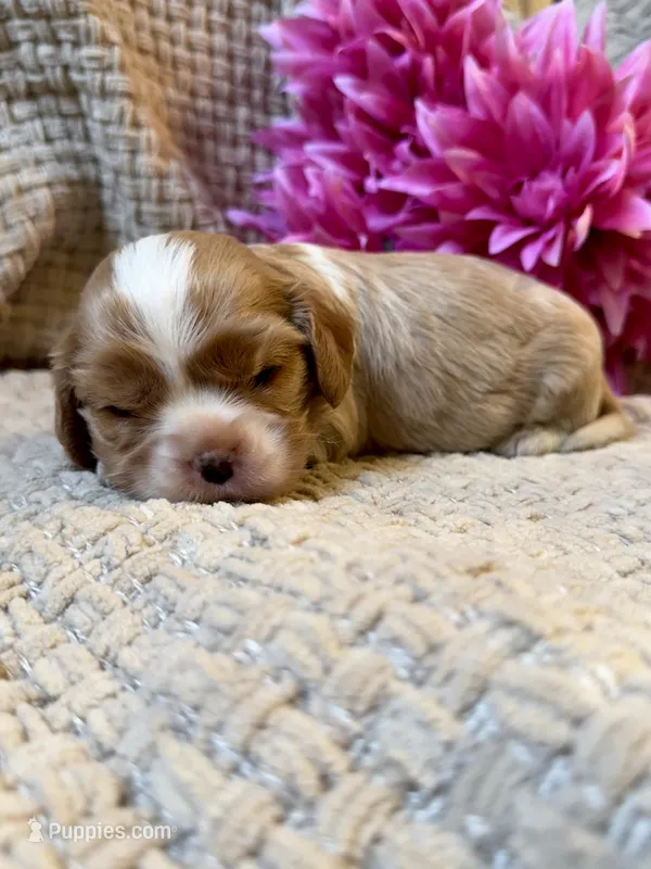 AKC- Blenheim Girl 2 – Cavalier King Charles Spaniel puppy for sale in Houston, MO