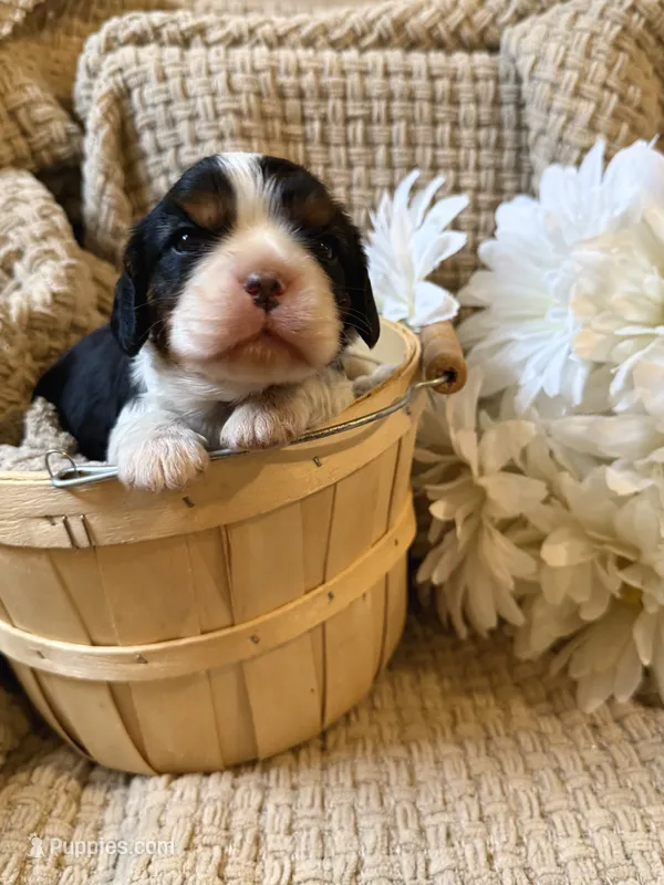 AKC- Tri Boy – Cavalier King Charles Spaniel puppy for sale in Houston, MO