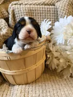 AKC- Tri Boy, a male Cavalier King Charles Spaniel for sale in Houston, MO – 1 of 10