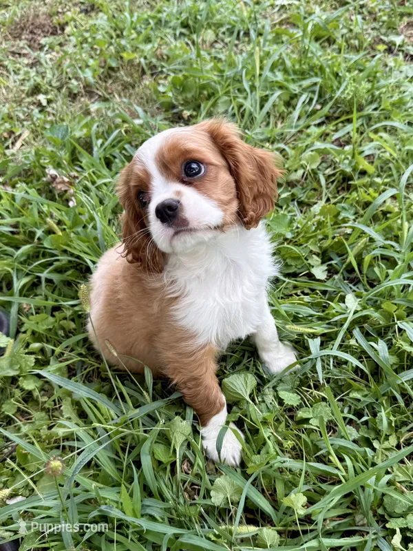 AKC- Blenheim Boy 2 – Cavalier King Charles Spaniel puppy for sale in Houston, MO