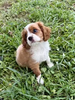 AKC- Blenheim Boy 2, a male Cavalier King Charles Spaniel for sale in Houston, MO – 1 of 10