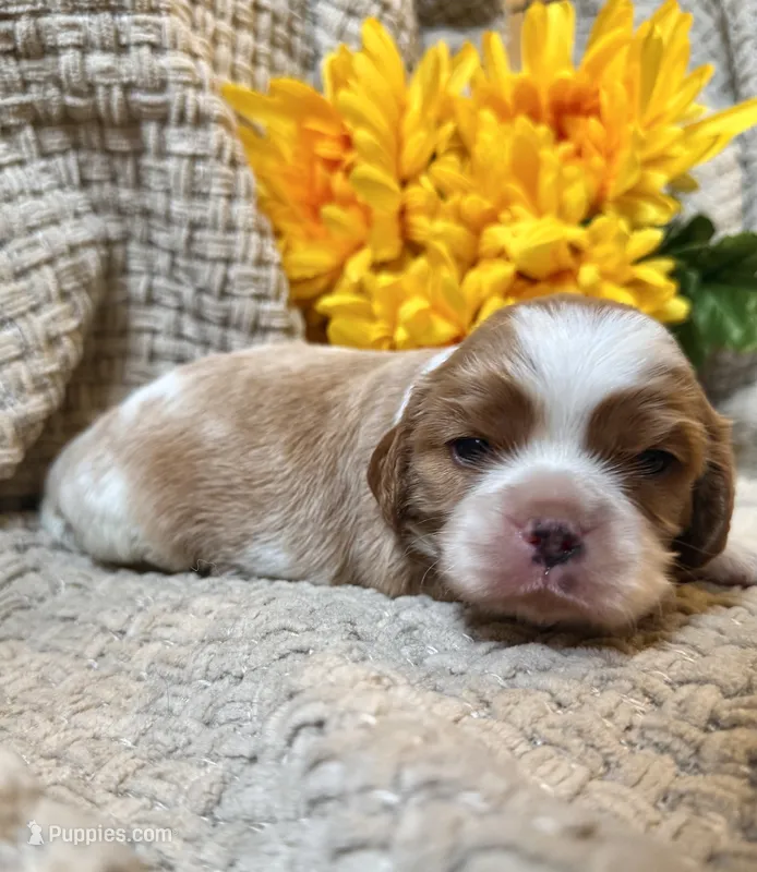AKC- Blenheim Boy 2 – Cavalier King Charles Spaniel puppy for sale in Houston, MO
