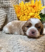 AKC- Blenheim Boy 2, a male Cavalier King Charles Spaniel for sale in Houston, MO – 1 of 10