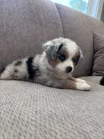 Faye, a female Toy Australian Shepherd for sale in Morrilton, AR – 5 of 5