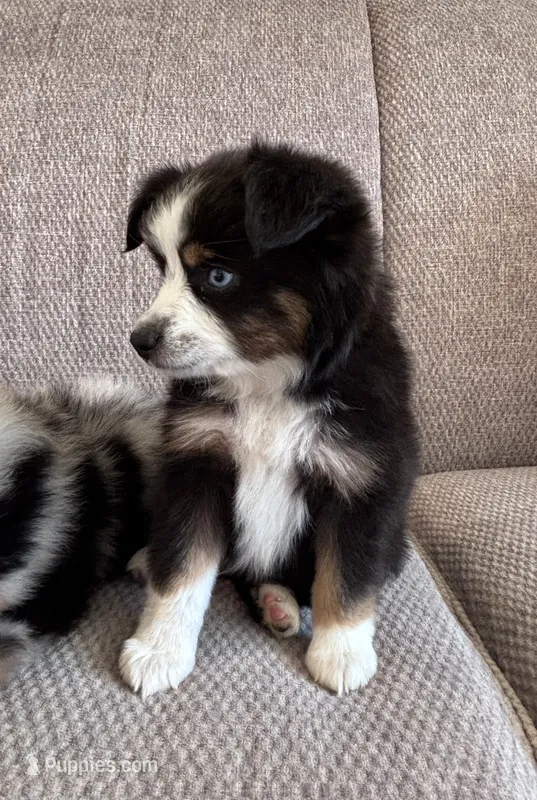 Fenton – Toy Australian Shepherd puppy for sale in Morrilton, AR