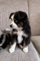 Fenton, a male Toy Australian Shepherd for sale in Morrilton, AR – 1 of 4