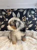 Faye, a female Toy Australian Shepherd for sale in Morrilton, AR – 2 of 5
