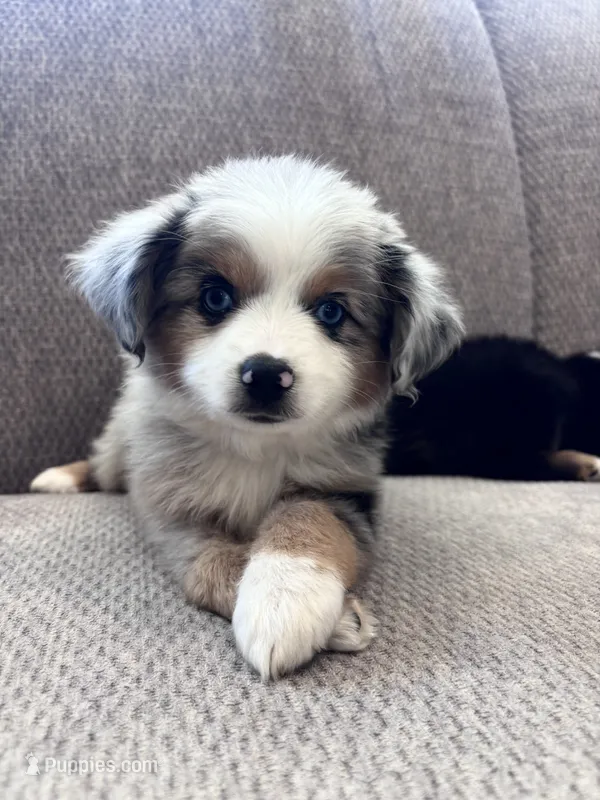 Faye – Toy Australian Shepherd puppy on hold in Morrilton, AR