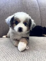 Faye, a female Toy Australian Shepherd for sale in Morrilton, AR – 1 of 5