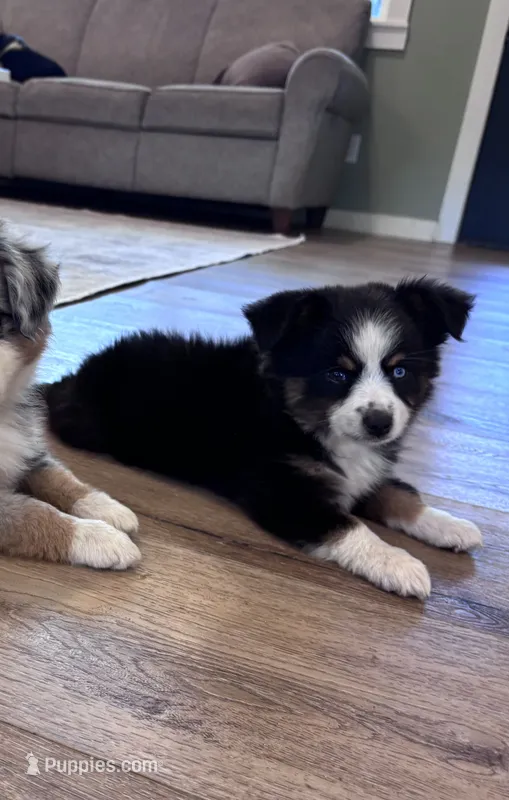 Fenton – Toy Australian Shepherd puppy for sale in Morrilton, AR