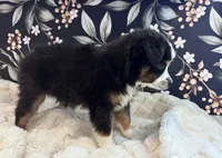 Fenton, a male Toy Australian Shepherd for sale in Morrilton, AR – 2 of 4