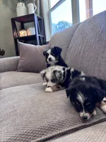 Faye, a female Toy Australian Shepherd for sale in Morrilton, AR – 3 of 5