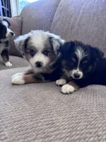 Faye, a female Toy Australian Shepherd for sale in Morrilton, AR – 4 of 5