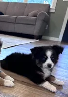 Fenton, a male Toy Australian Shepherd for sale in Morrilton, AR – 4 of 4
