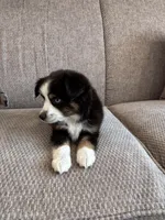 Fenton, a male Toy Australian Shepherd for sale in Morrilton, AR – 3 of 4