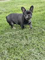Kane, a male French Bulldog for sale in Rochester, NY – 3 of 3