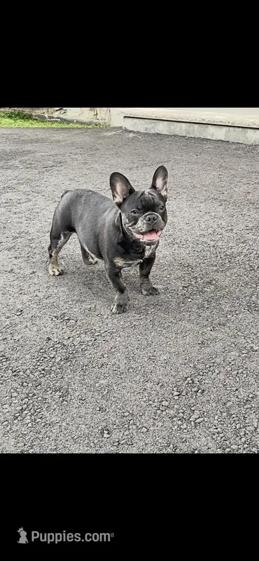 Kane – French Bulldog puppy for sale in Rochester, NY