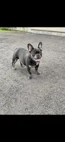 Kane, a male French Bulldog for sale in Rochester, NY – 1 of 3