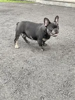 Kane, a male French Bulldog for sale in Rochester, NY – 2 of 3