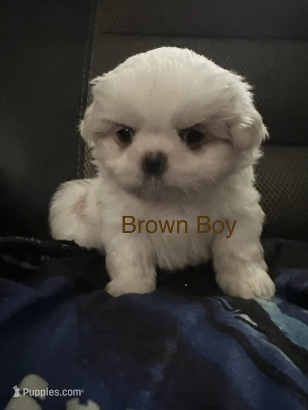 Brown Peki-Tzu – Pekingese, Shih Tzu puppy for sale in Los Banos, CA
