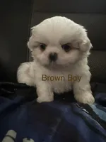 Brown Peki-Tzu aka Shinese, a male Pekingese and Shih Tzu for sale in Los Banos, CA – 1 of 2