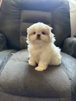 Female Peki-Tzu aka pikachu pups, a female Pekingese and Shih Tzu for sale in Los Banos, CA – 2 of 7