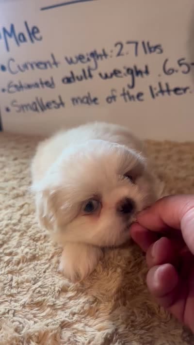 (Smallest boy)Brown Peki-Tzu aka Shinese, a male Pekingese and Shih Tzu for sale in Los Banos, CA – 4 of 4