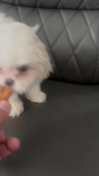 **RESERVED**Red Peki-Tzu aka Shinese , a female Pekingese and Shih Tzu for sale in Los Banos, CA – 6 of 6