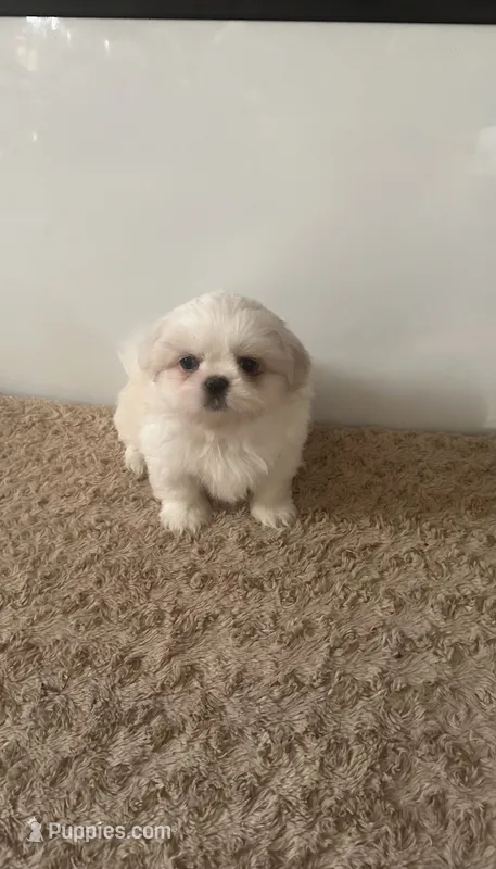 Cloud aka brown Boy, Small male Peki-Tzu aka Shinese – Pekingese, Shih Tzu puppy for sale in Los Banos, CA