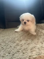 Small male Peki-Tzu aka Pikachu, a male Pekingese and Shih Tzu for sale in Los Banos, CA – 2 of 9