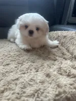 Small male Peki-Tzu aka Pikachu, a male Pekingese and Shih Tzu for sale in Los Banos, CA – 3 of 9