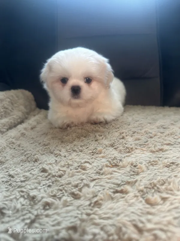 Small male Peki-Tzu aka Pikachu – Pekingese, Shih Tzu puppy for sale in Los Banos, CA