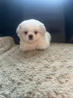 Small male Peki-Tzu aka Pikachu, a male Pekingese and Shih Tzu for sale in Los Banos, CA – 1 of 9
