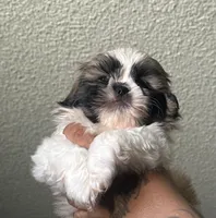 **ON HOLD**Sable Peki-Tzu aka Shinese, a male Pekingese and Shih Tzu for sale in Los Banos, CA – 5 of 7